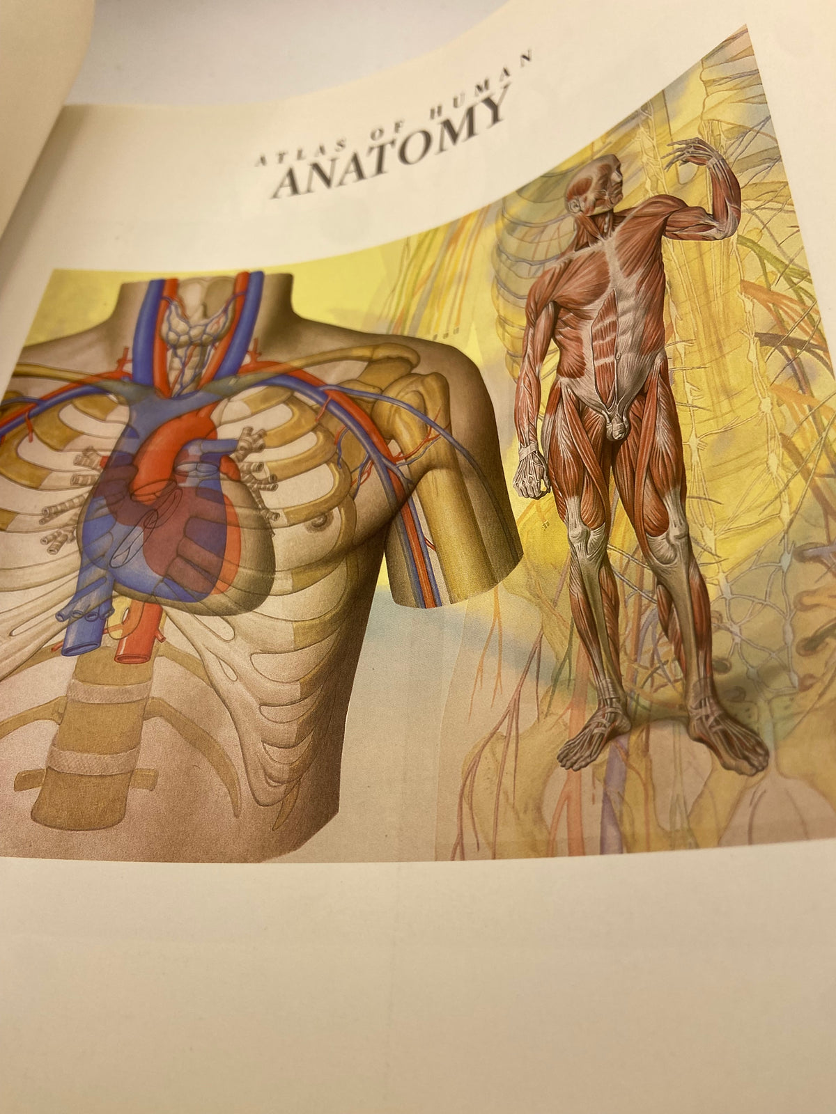 Atlas of Anatomy