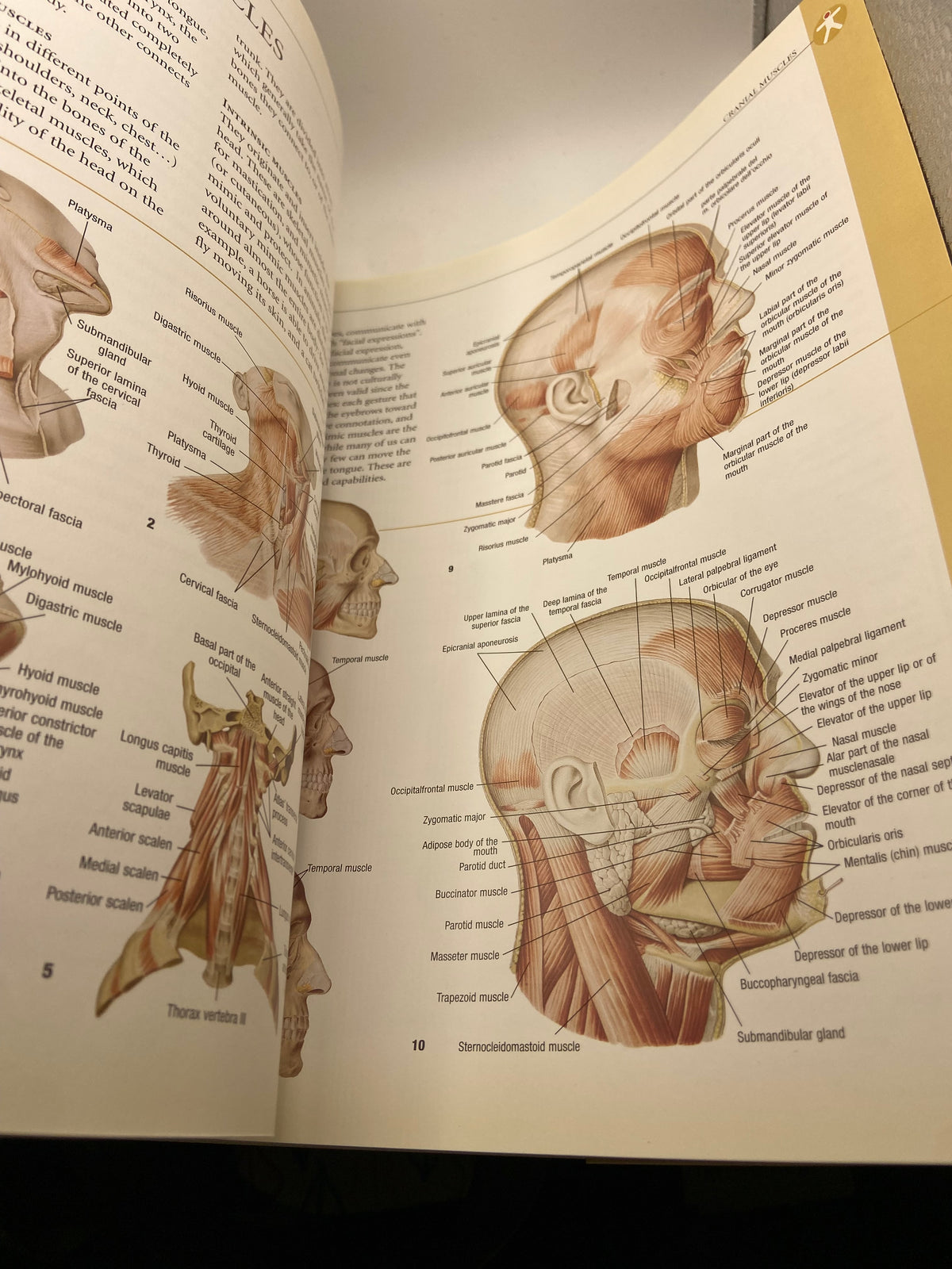 Atlas of Anatomy
